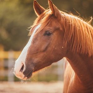 Meet your Posher, Zoey